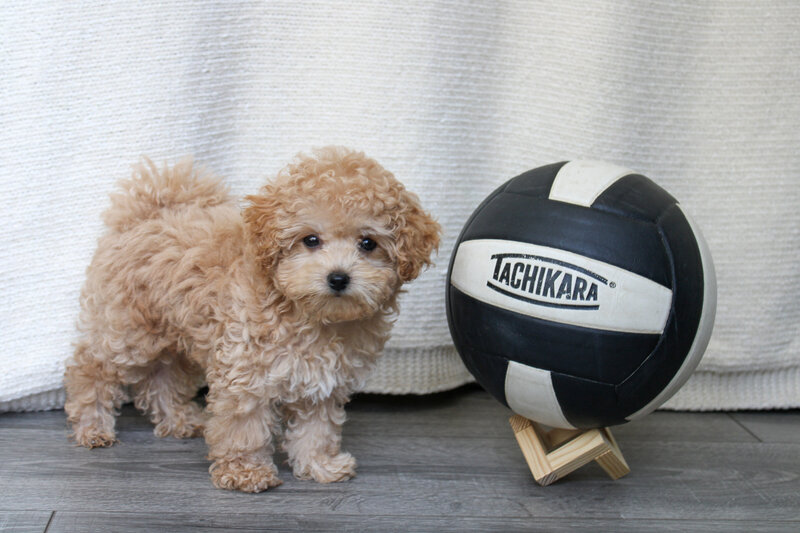 teacup maltipoo