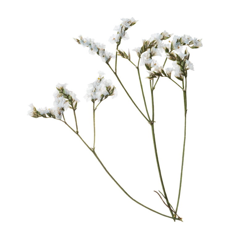Pressed Babys Breath Flower