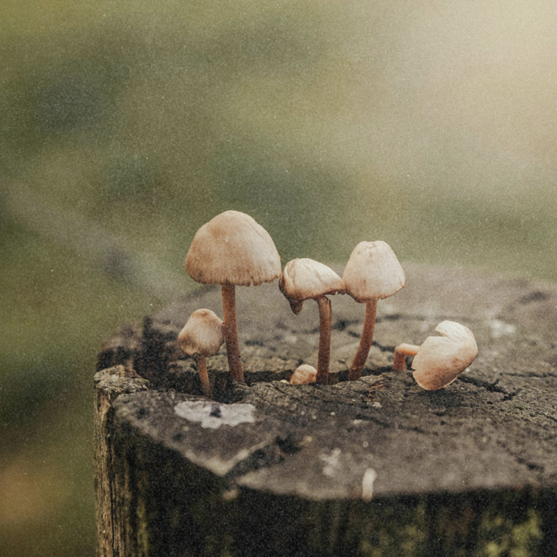 mushrooms on a tree stump