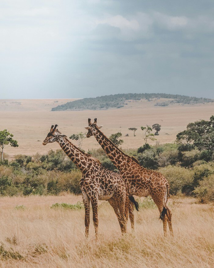 safari-retreat 7