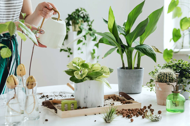Woman nurturing indoor plants, symbolising holistic living and natural wellness