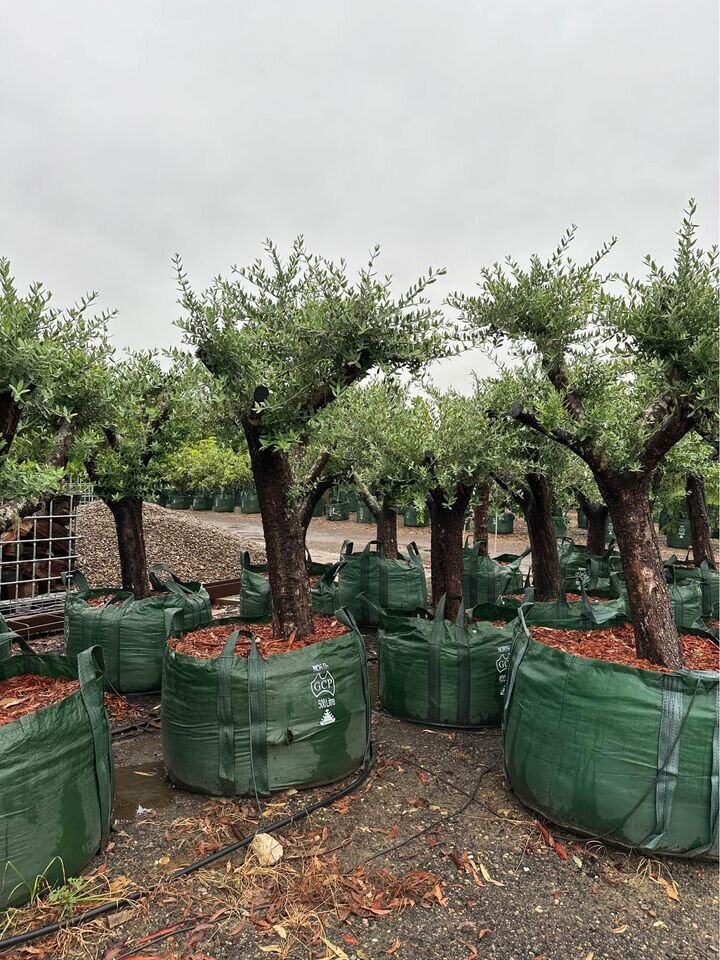 OLEA EUROPAEA 'EUROPEAN' - mature tree sydney - go green nurseries