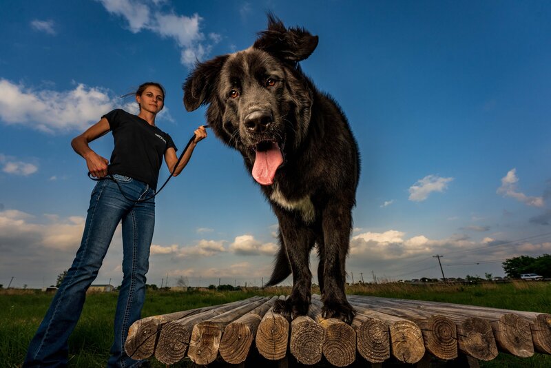 Dallas pet photography assistant holds black dog's leash.
