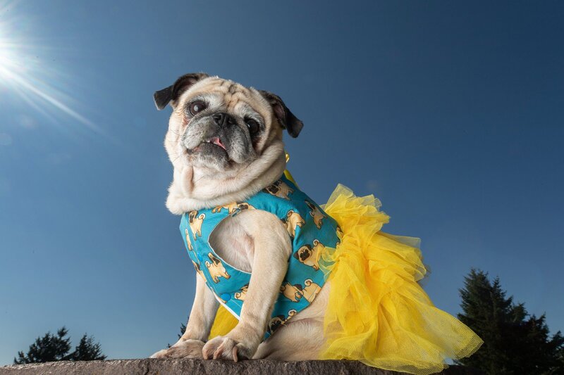 close up of dog in yellow tutu