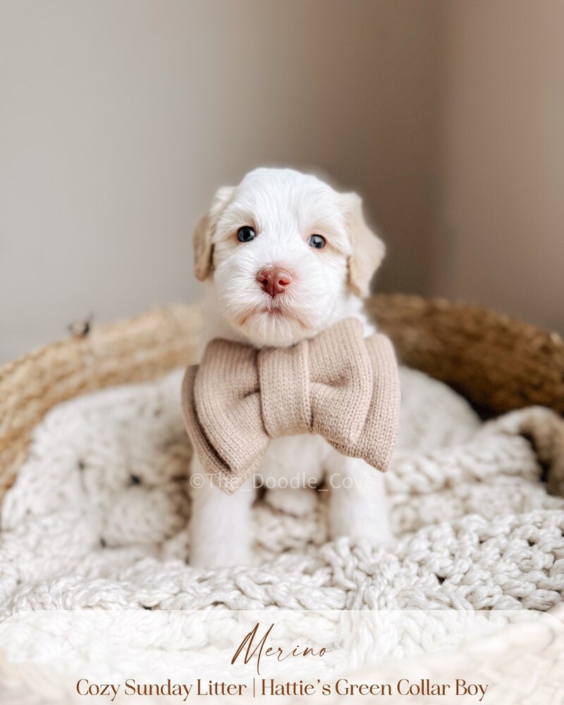 Cozy Sunday litter.zip - Pilsner (2)