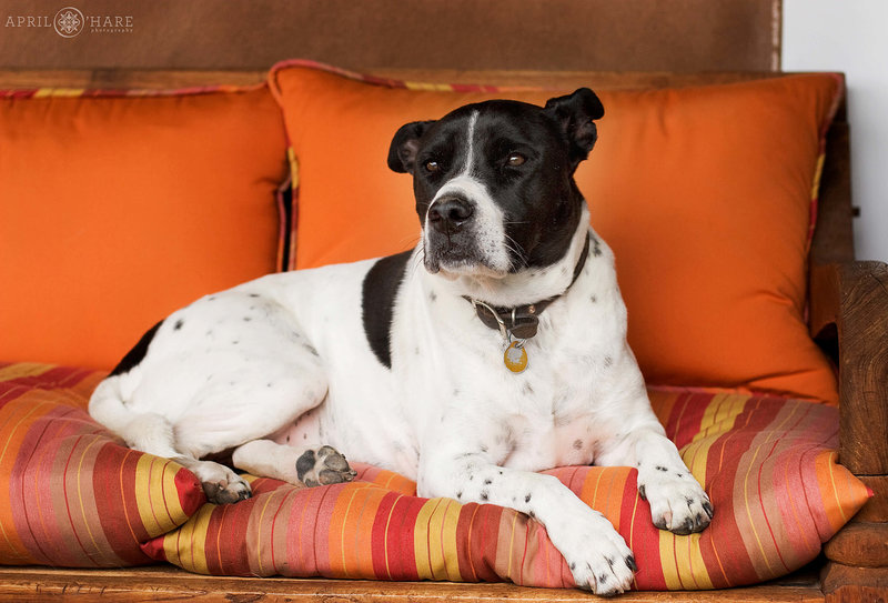 Dog sitting on outdoor patio at Rancho Manzana in Chimayo  New Mexico