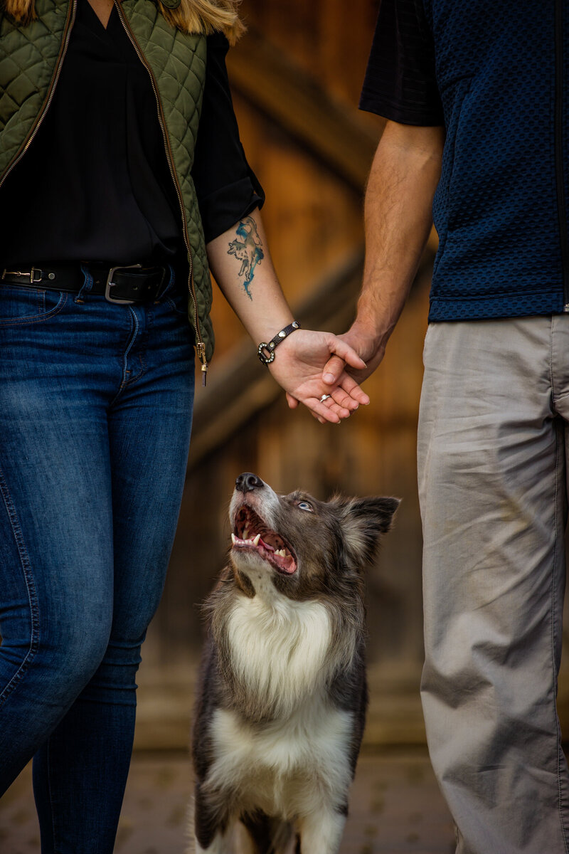 A cheerful dog sharing a special moment together with his engaged owners.
