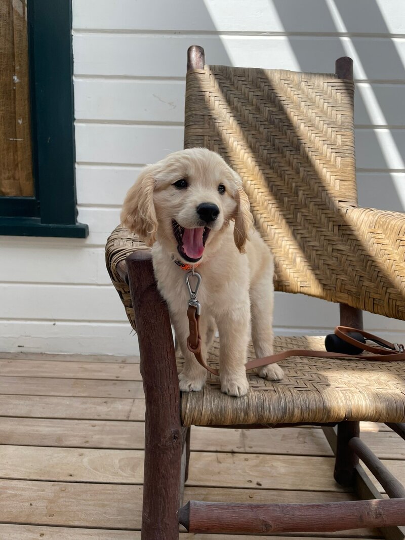 Mini Retriever Puppy at Little Retriever Ranch in Santa Barbara, California