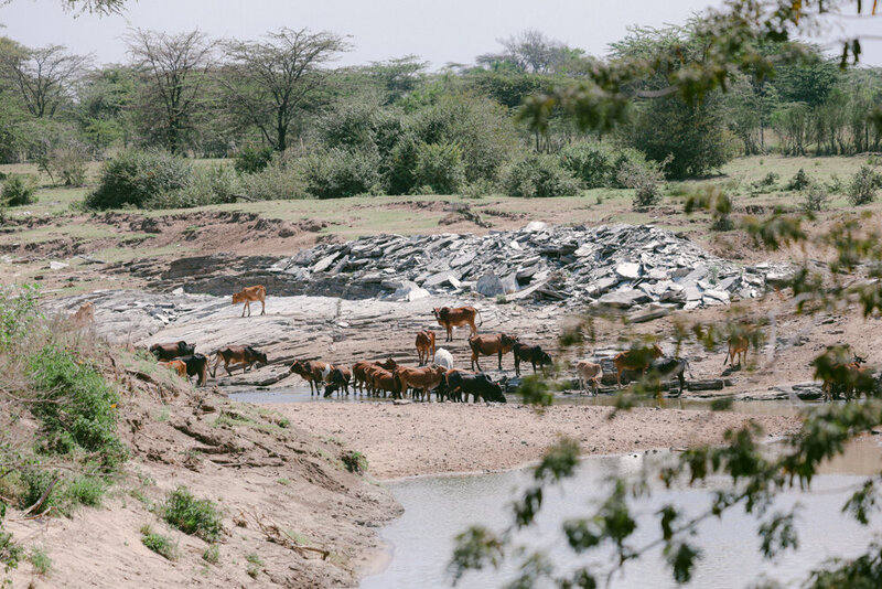 safariedited-288