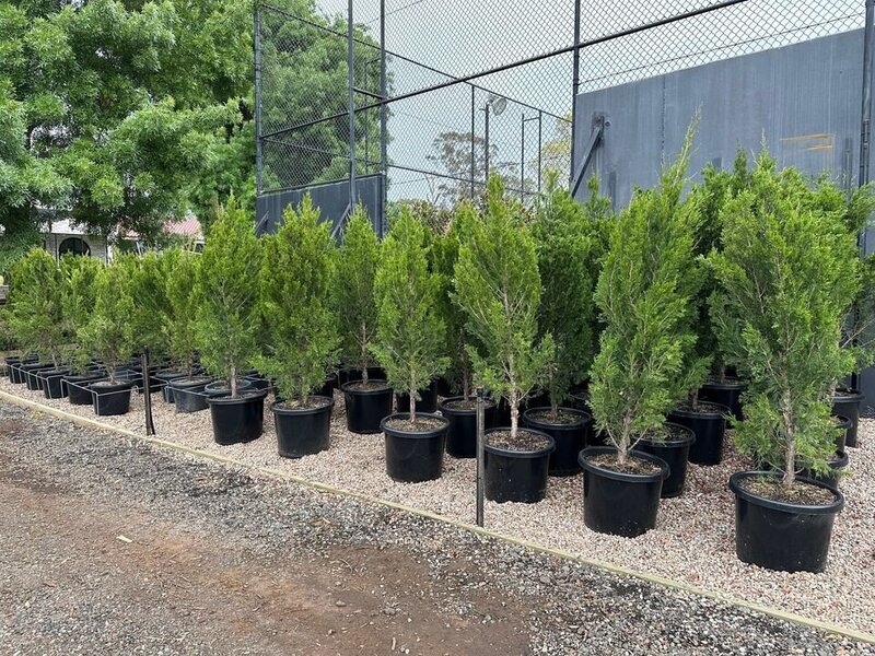 Juniperus Virginia Spartan - Chinesis Spartan