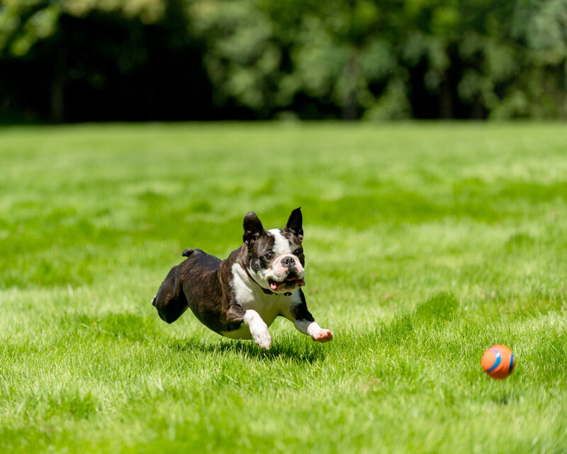 Dog chasing ball