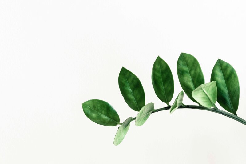 Image of leaves on a plant stem in front of a white background