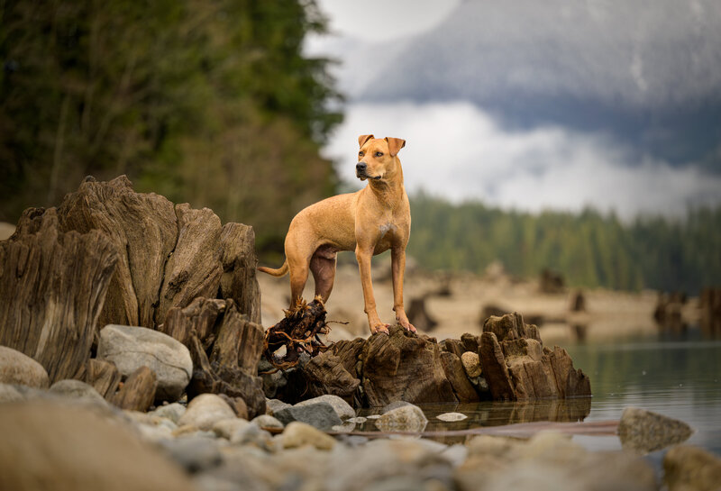 A brown dog sitting on a stump  by the lake in Maple Ridge BC