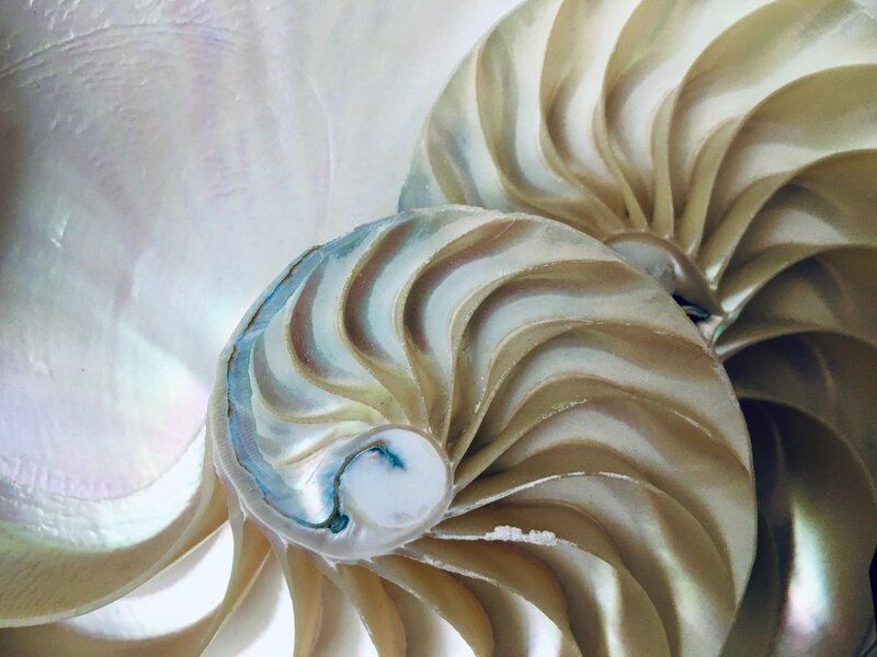 image of shells