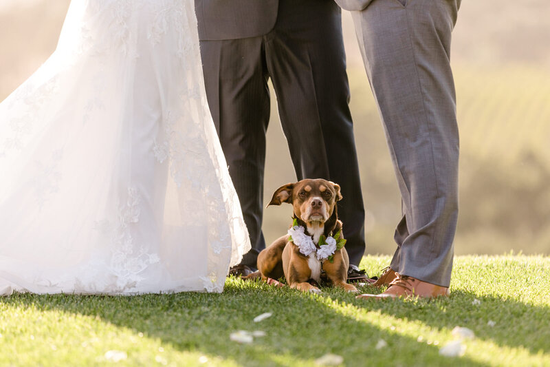 opolo-wedding-ceremony-dog-tayler-enerle