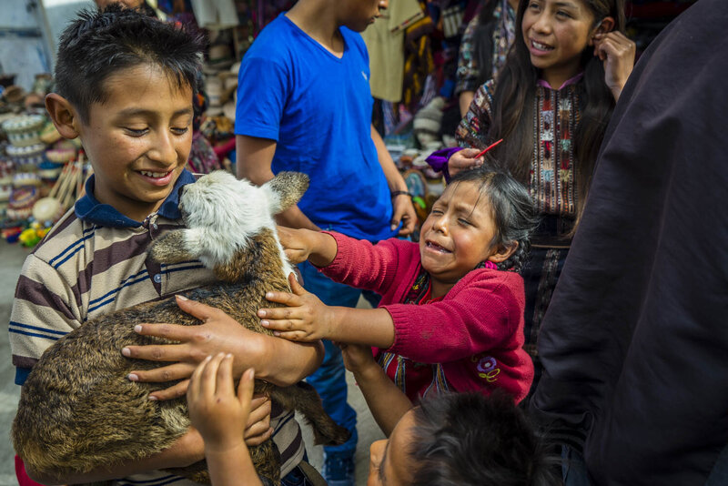 Guatemala-street-lamb-1