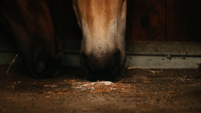 Maerl-paard