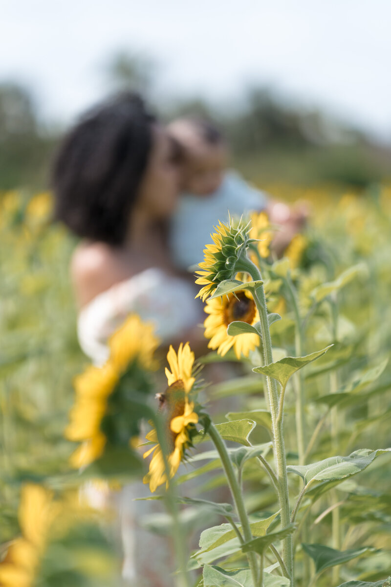 Shannon-Portfolio-Sunflowers-8
