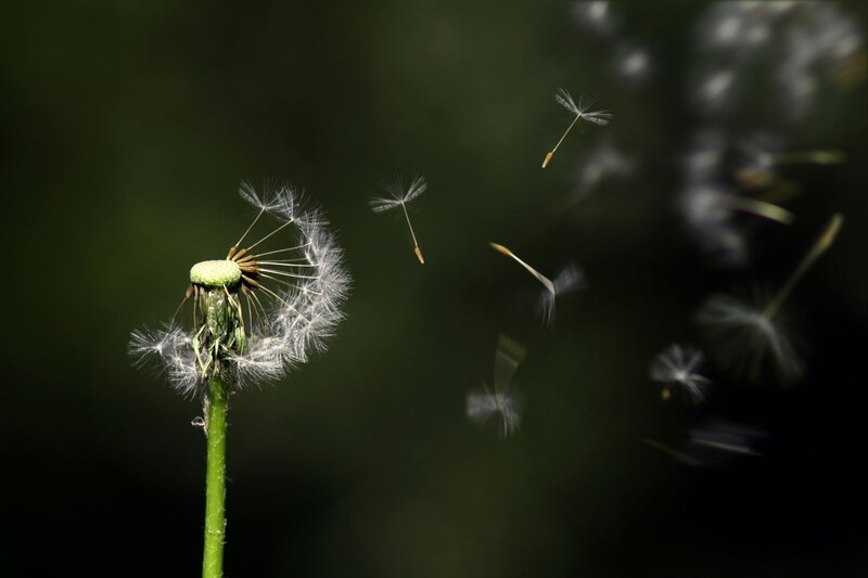 dandelion seeds flying away is symbolic to Rainbow Counselor