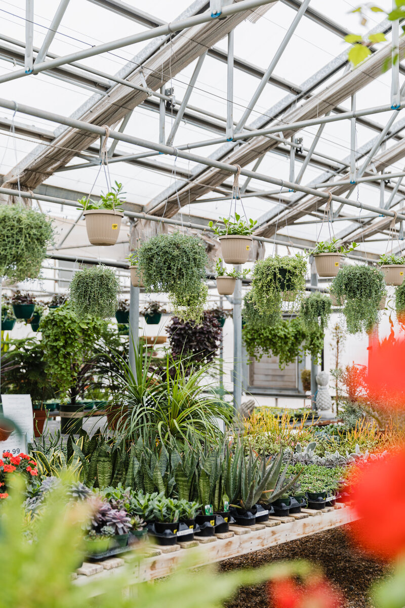 Home Pete's Greenhouse