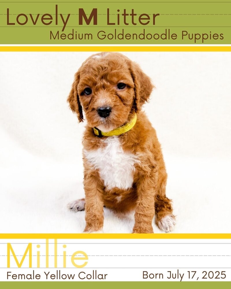M Litter - Yellow Millie Female