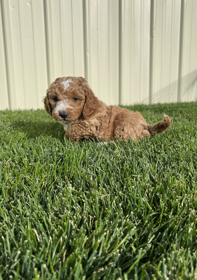 Screenshot 2024-09-24 at 6.31.27 AM