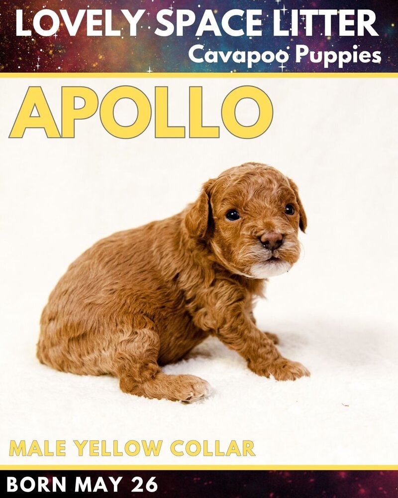 Space - Yellow Apollo Male