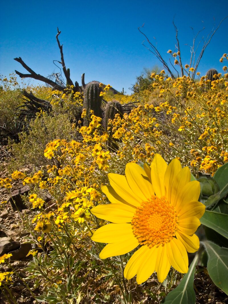 Brittle Bush Flowers-Edit