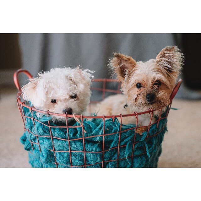 bichon and yorkie in a basket