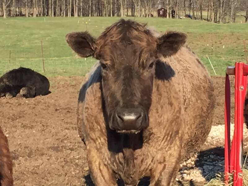 Brown cow in pasture