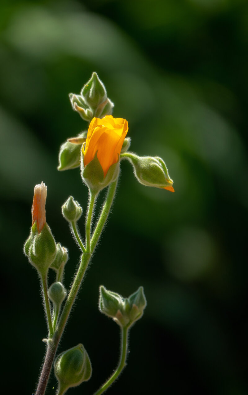 Indian-Mallow-Plant
