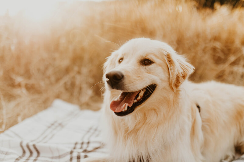 Engagement session with dog