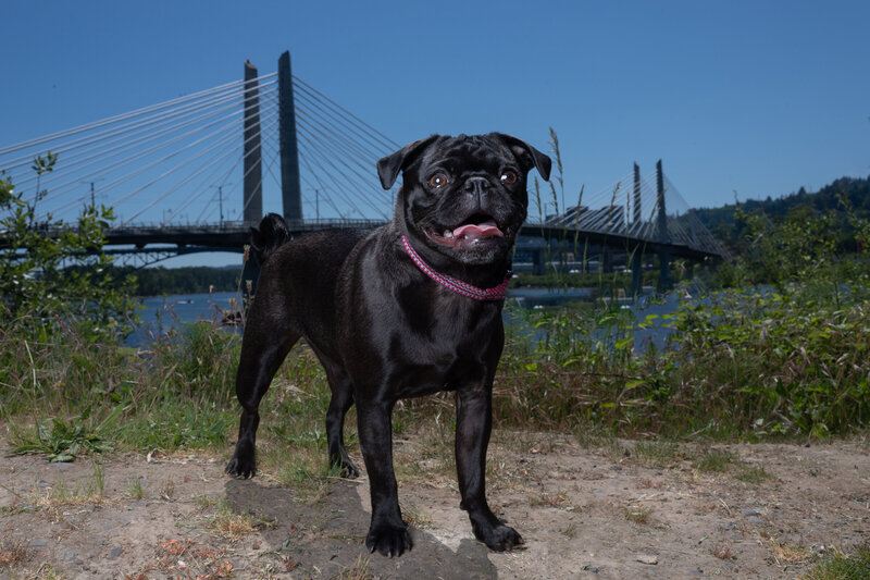 black pug in front of bridge