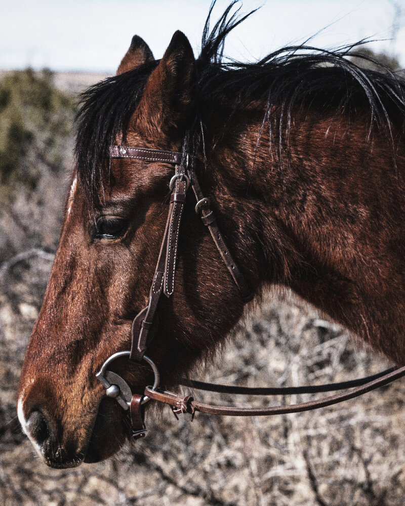 Close Up Of A Brown Horse's Head, From The Lore Of The Range Collection