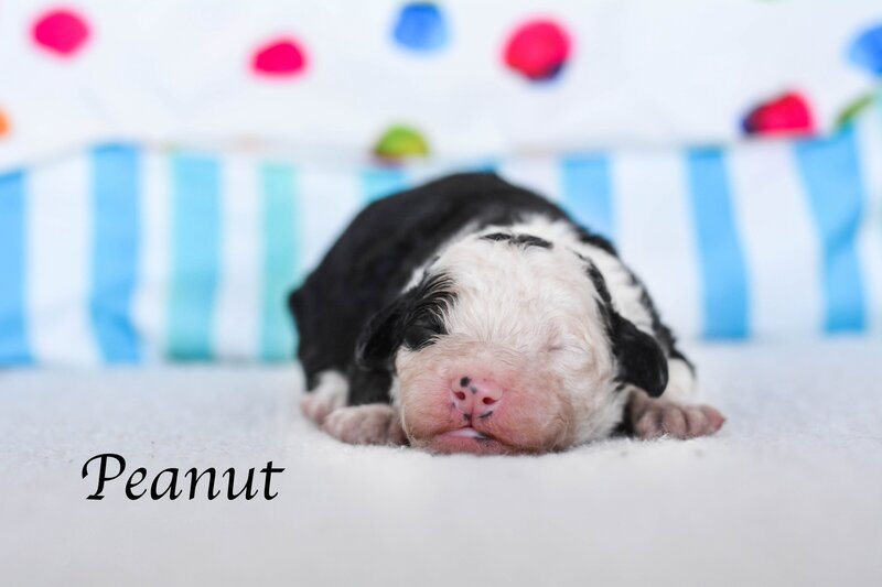 Available Mini and micro Sheepadoodle Puppies