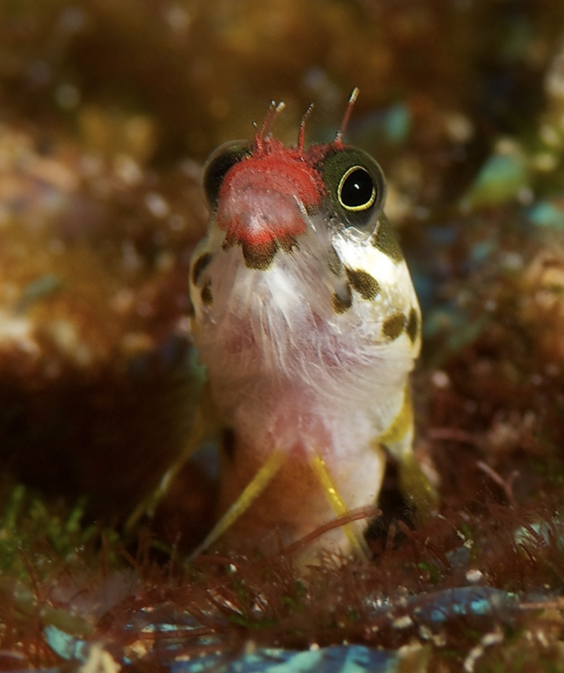 Closeup of nudibranch sea slug underwater creature at Cocos island