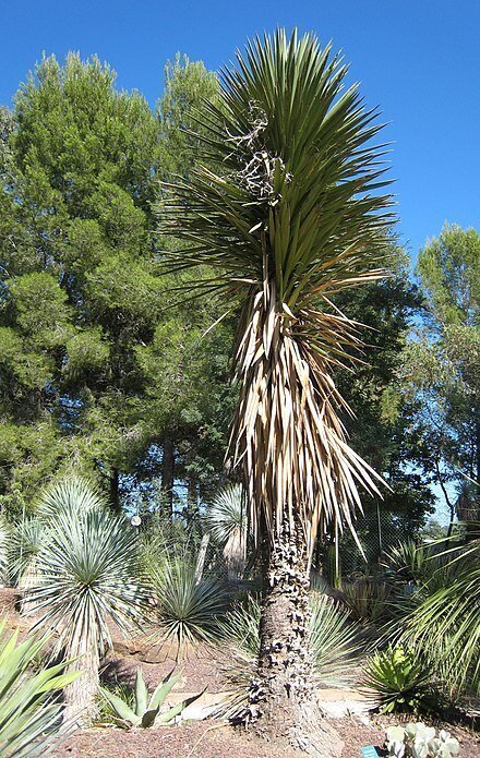 Yucca Filifera - Exotic plants and trees sydney - Go Green nurseries