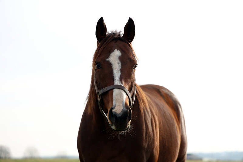 Thoroughbred mare Surrender Now at pasture.