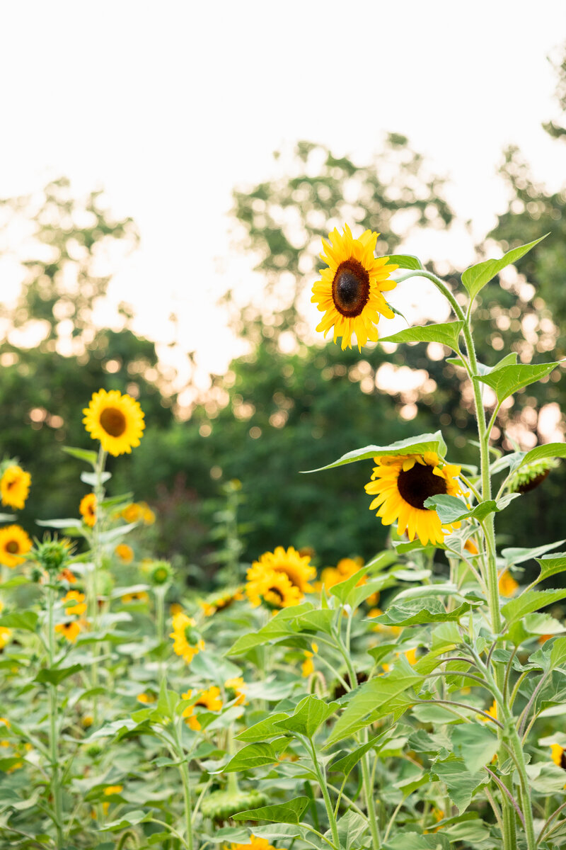 Sunflower Minis-4
