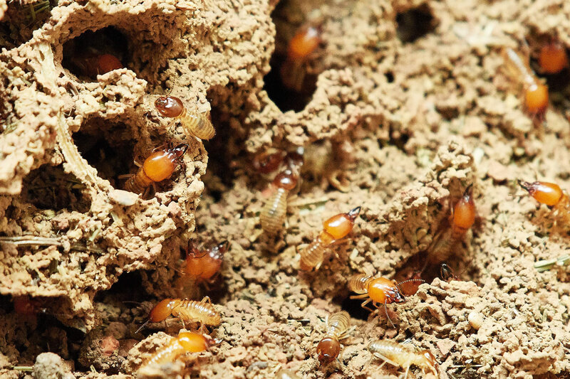 Green Termite Treatment Atlanta