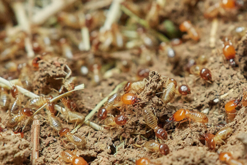 Atlanta Green Termite Treatment