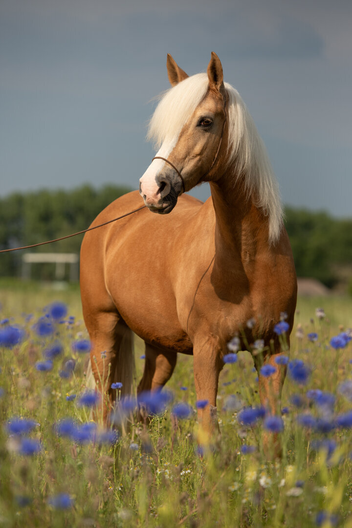 Bruin stilstaand paard in de bloesem zonder colorful horse preset