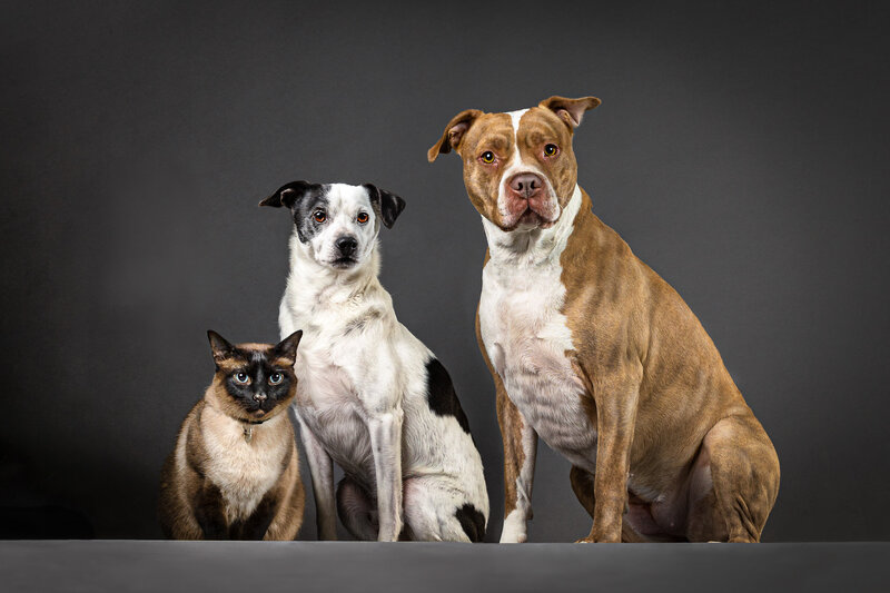 Group portrait photo of two dogs and a cat