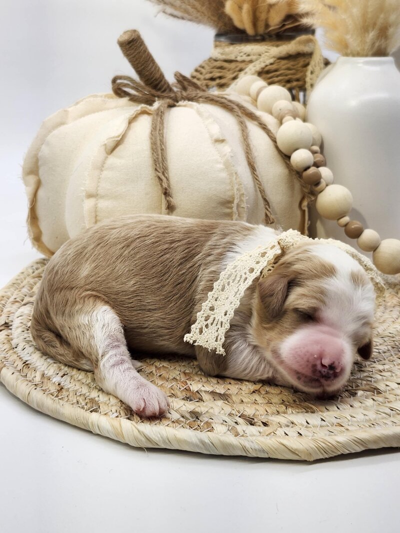 6a328de8-c0a4-4adf-b3b6-a97080b22fea