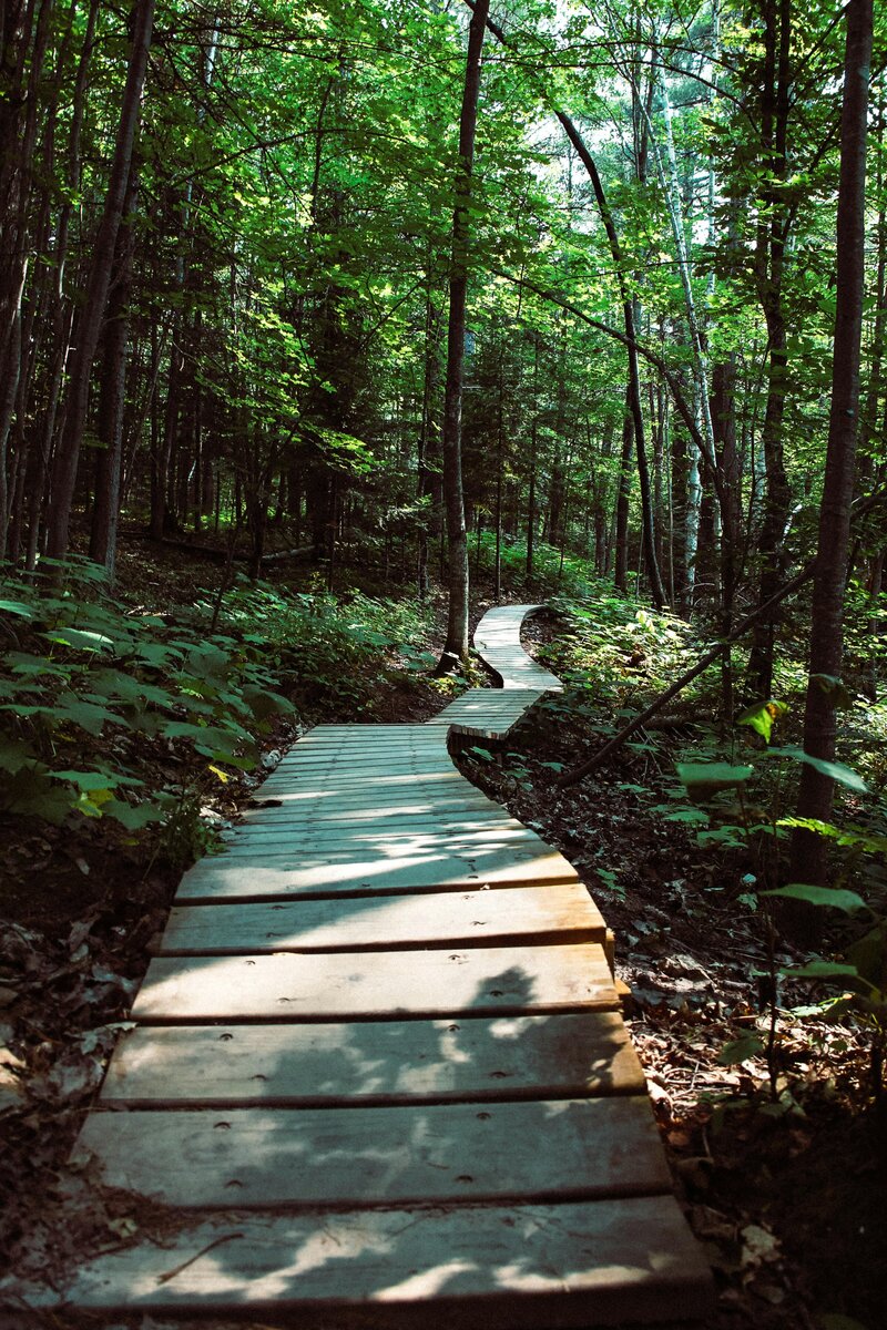 Image of a wooden path through a green forrest of trees.