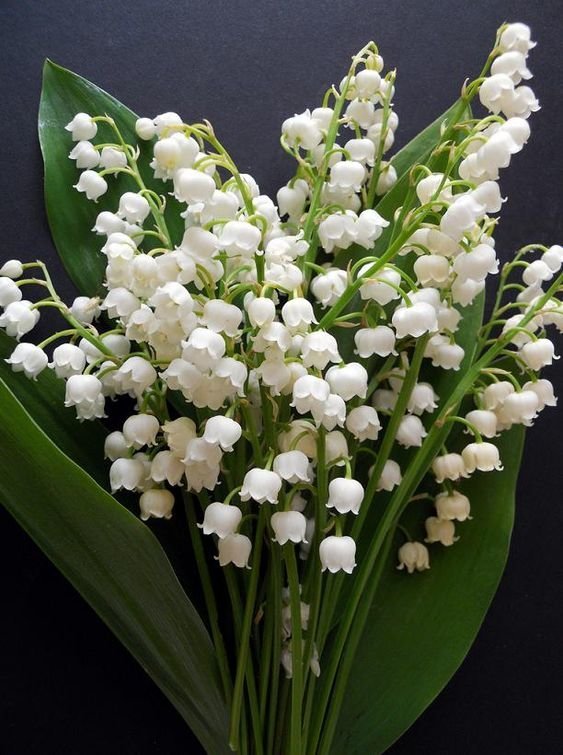 lily of the valley
