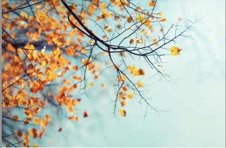 fall trees img