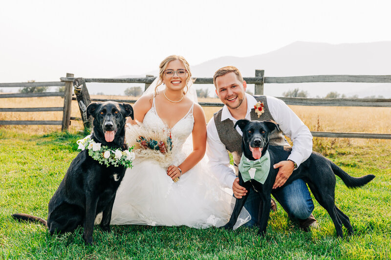 Portrait of bride and groom with their two black Labrador dogs at Cattle Springs in Arlee, MT