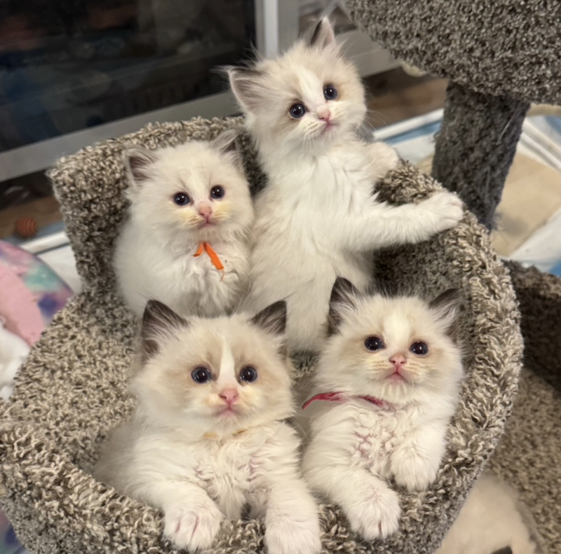 september-2025-ragdoll-for-sale1