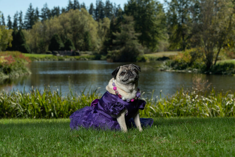 Pug in purple dress